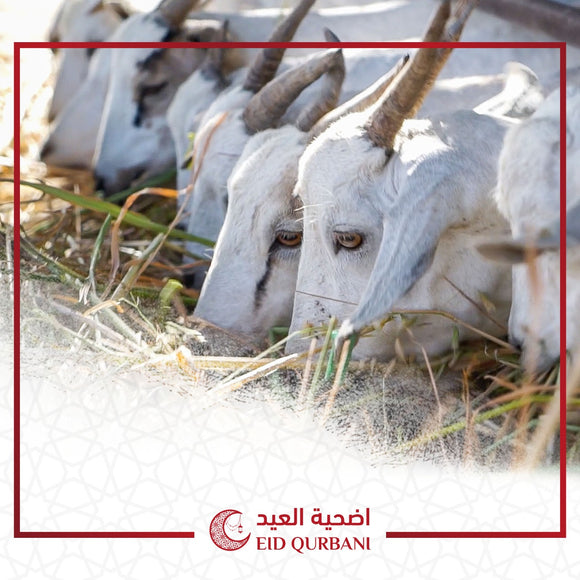 OLD TEST EID AL-ADHA - اضحية